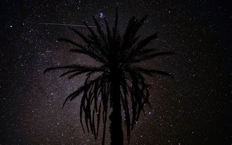 Download Wallpaper 1680x1050 Palm Tree Silhouette Starry Sky Night