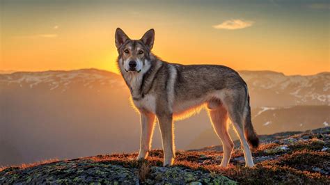 Multiple sizes available for all screen sizes. landscape, Sunset, Animals, Mountain, Wolf Wallpapers HD / Desktop and Mobile Backgrounds