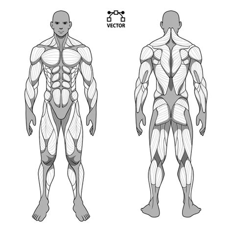 Human Body Anatomy Male Man Front And Back Muscular System Of Muscles