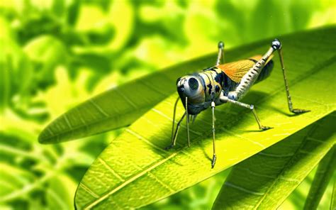 Insectos Wallpapers Hd