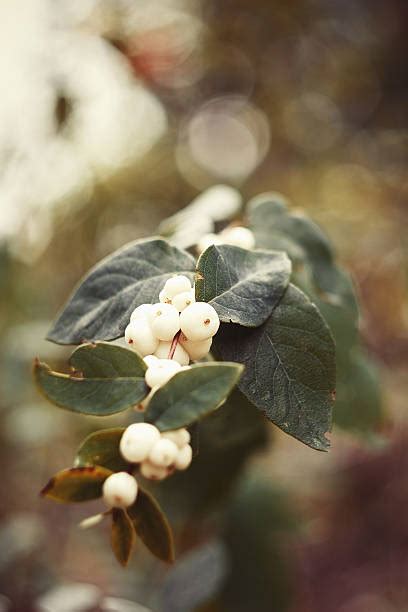 Snowberries Stock Photos Pictures And Royalty Free Images Istock