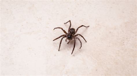 How To Prevent Spiders Tips To Prevent Spider Infestations
