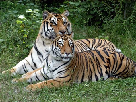 Big cat rescue has the distinction of being the world's largest accredited sanctuary that's dedicated entirely to abused and abandoned exotic cats. Tigers Shere Khan and China Doll