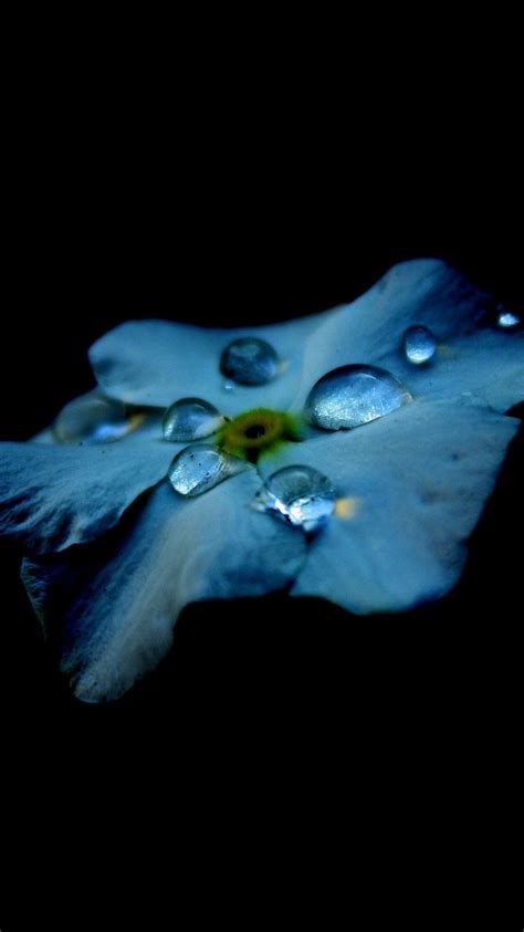 Flower Blue Dark Minimal Nature Iphone 8 Wallpapers Free Download