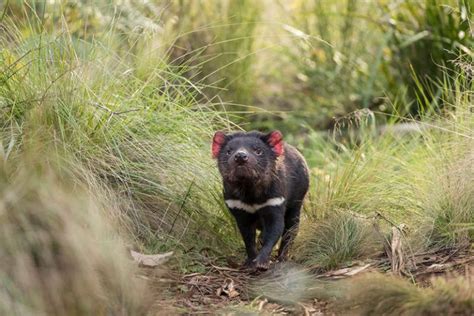 Seven Baby Tasmanian Devils Born In Australia After 3000 Years