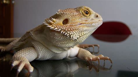 Bearded Dragons Wallpapers Wallpaper Cave