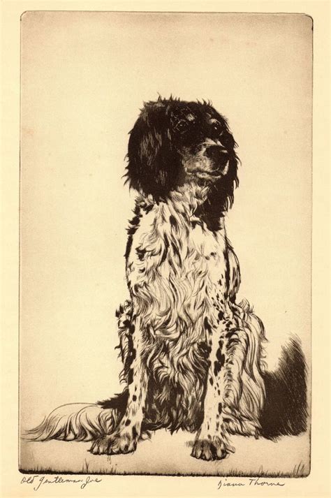 1935 Antique English Setter Print Diana Thorne English Setter Etsy