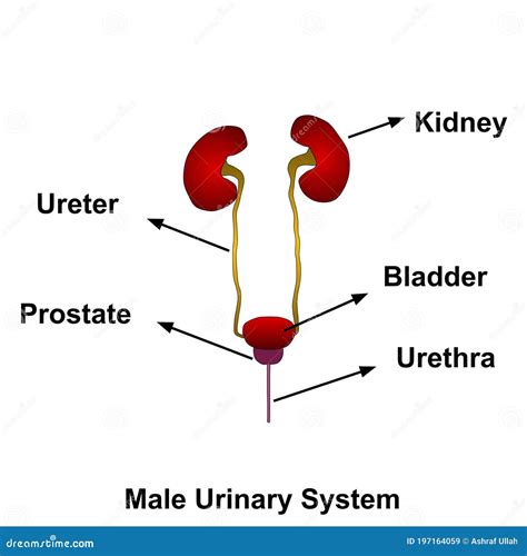 Human Urinary System Labelled Diagram Cartoon Vector Cartoondealer 33792 The Best Porn Website