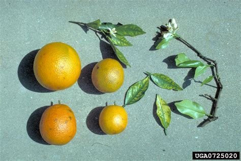 Citrus Blight Disease On Citrus Citrus Spp 0725020