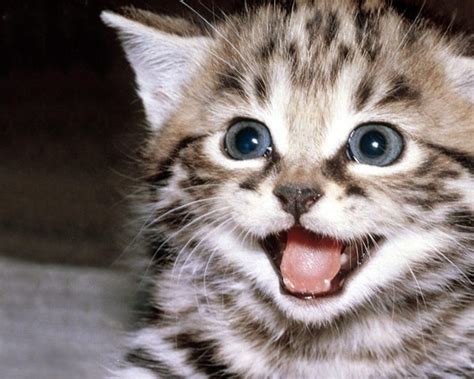 30 Beautiful And Cute Smiling Cat Pictures Tail And Fur