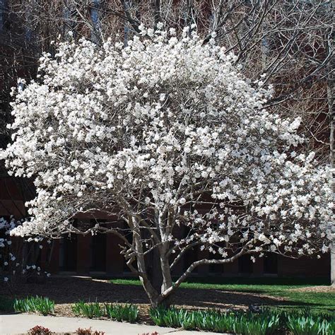 Star Magnolia Tree On The Tree Guide At Potted Trees