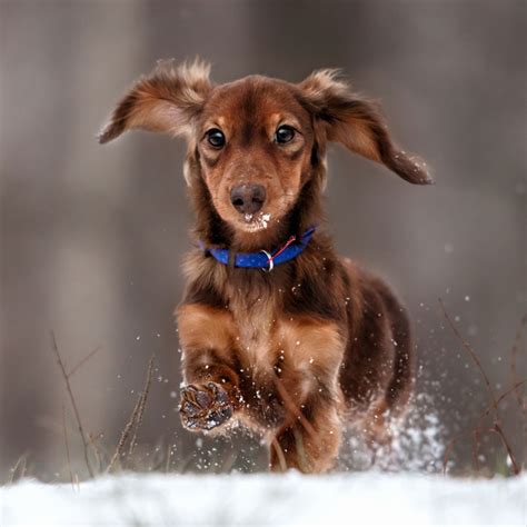 See puppy pictures, health information and reviews. Dachshund Puppies For Sale In Florida From Top Breeders