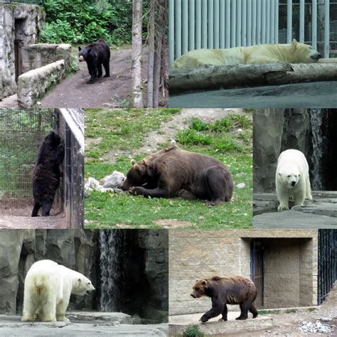 Sonidos Serranos The Alaska Zoo