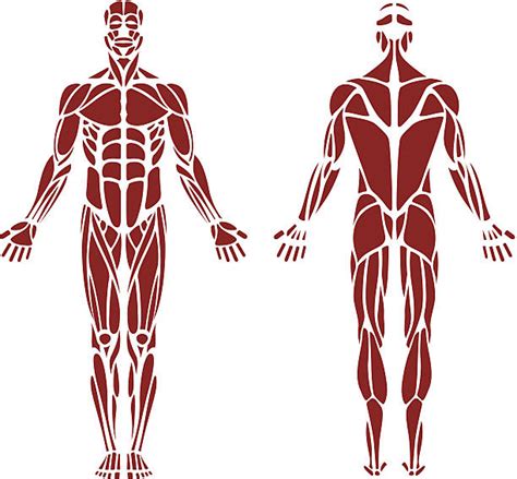 Muscle Body Clipart Template