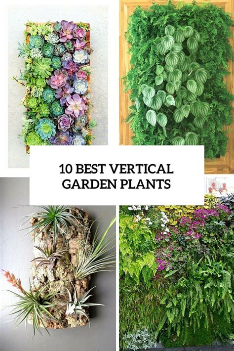 Gardenoholic 10 Best Vertical Garden Plants With Care Tips Vertical