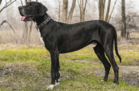 Three Large Dog Breeds Favourable For Your House Pets Nurturing