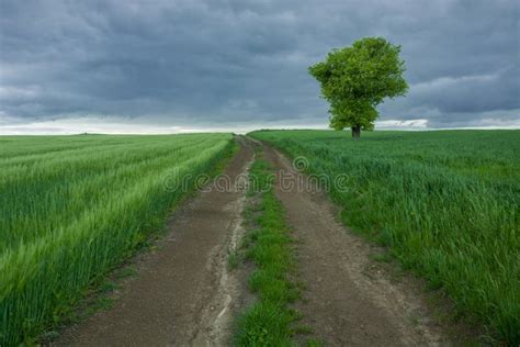 Dirt Road Through Green Fields Of Grain Lonely Tree And Dark Rain