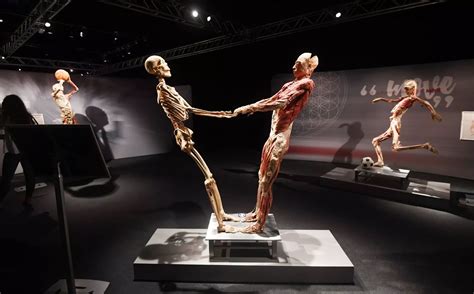 The Real Bodies Exhibition At The Nec Birmingham Live