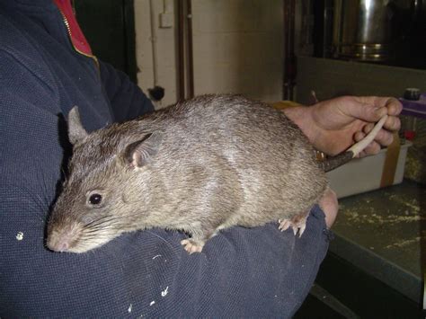 Another Picture Of A Gambian Pouched Rat This Is The Largest Rat In