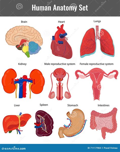 sistema humano de la anatomía vector detallado de los órganos humanos ilustración del vector