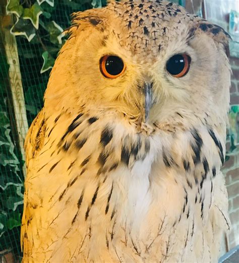 A Closer Look At Japans Owl Cafés Wild Welfare
