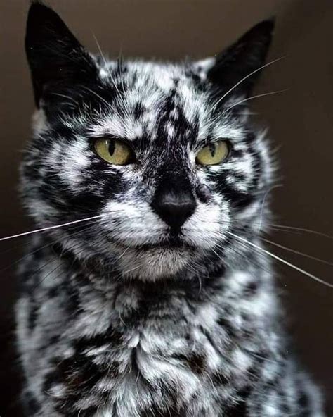 Black Cat With Vitiligo Condition Handsome Guy Rpics