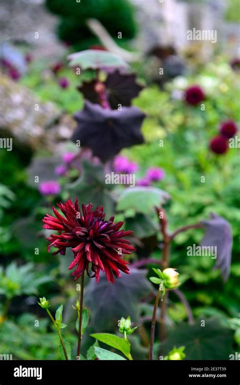 Dahlia Chat Noirdahliasdarkpurplealmost Blackflowerflowers