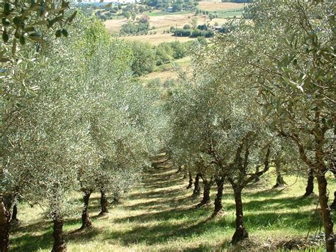 Even though i'm not a regular at my local. olive grove | Italy house, Country roads, Outdoor