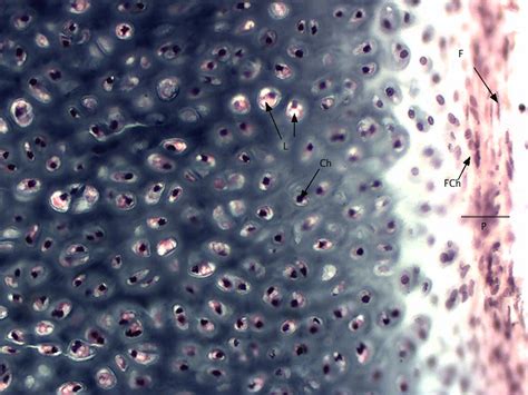 Hyaline Cartilage 20x Histology