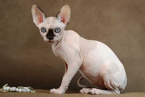 The Unique And Outgoing Personality Of Sphynx Cats Catsinfo