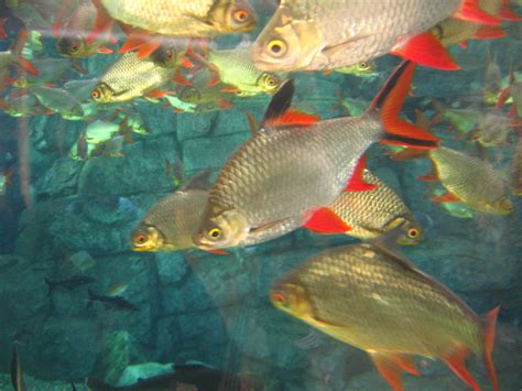 Best Large Freshwater Aquarium Fish Vlr Eng Br