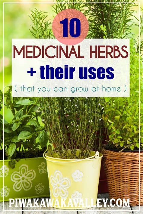 Do You Want To Grow Medicinal Herbs At Home Here Are The Top 10