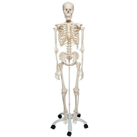 Anatomical Skeleton G3chem