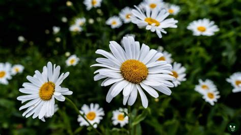 The Symbolic Daisy Flower Exploring The Meaning Of Love
