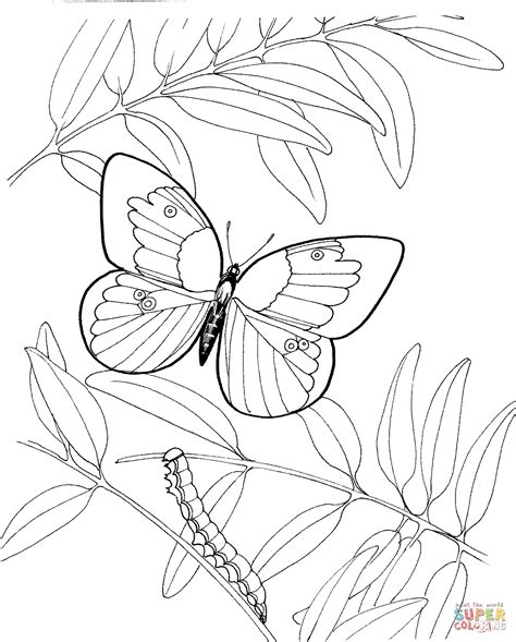 Caterpillar and Butterfly 3 Coloring Online | Super Coloring