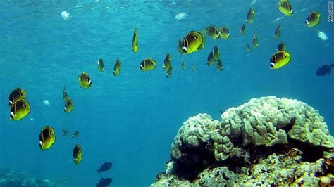 Marine Life Facing Mass Extinction Report Says
