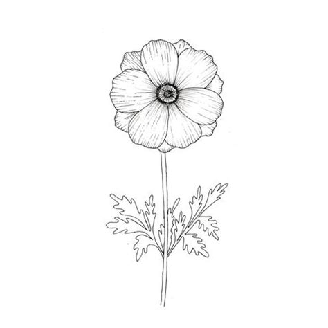 Black and white vector drawing of california poppy and oriental poppy plants. 10 Different Ways to Draw - Flowers - Lomond Paper Co.