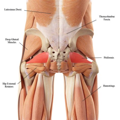 Diagram Of Hip And Back Muscles Muscles Of The Lower Back And Hip