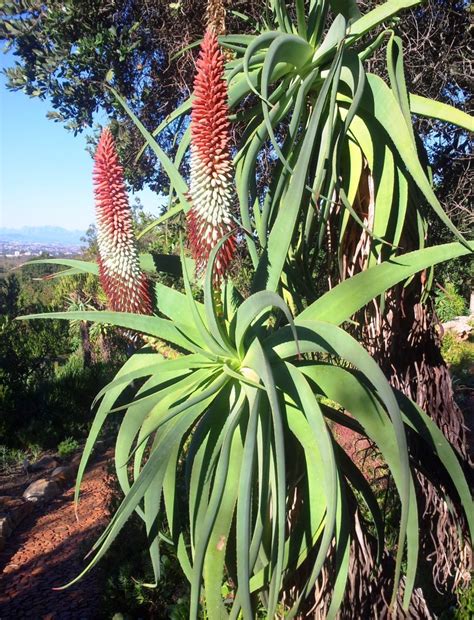 Cacti, on the other hand, are a defined family of plants within the scientific taxonomy and classification of plants. Aloe speciosa - Wikipedia