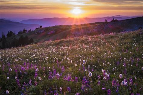 Mountain Wildflowers Backlit By Sunset Stock Photo By ©robertcrum 33163609