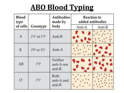 Ppt Abo Blood Groups Powerpoint Presentation Id2847004
