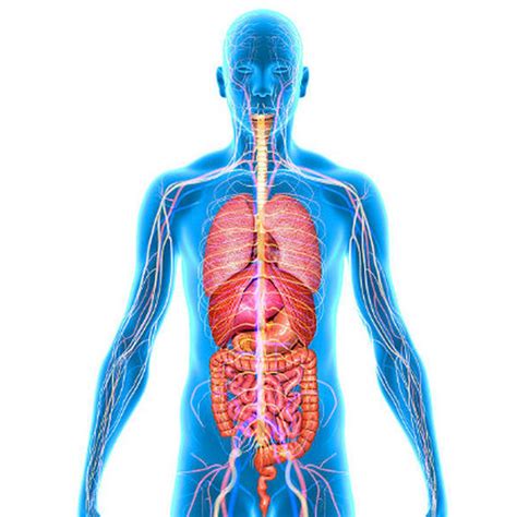 Fungsi Organ Tubuh Manusia Bagian Luar Pahami Juga Organ Hot Sex Picture