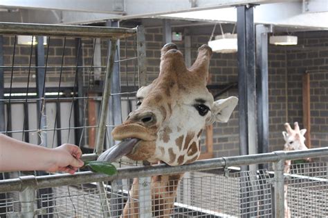 Giraffe Feed Vip Animal Experience At Chessington World Of Adventures