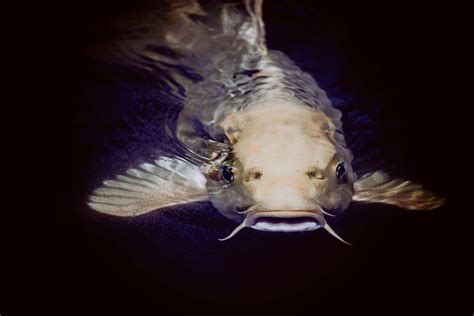 Catfish In Body Of Water · Free Stock Photo