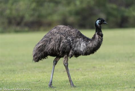 Emus Information