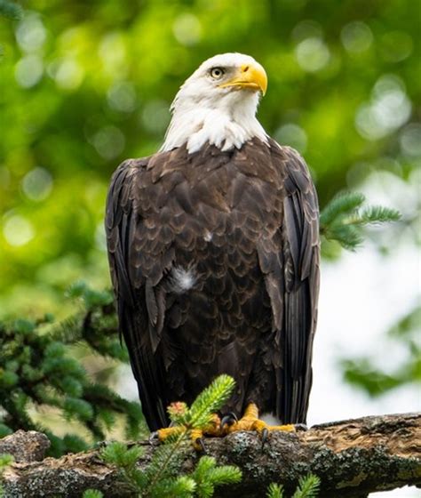 What Does It Mean When You See A Bald Eagle