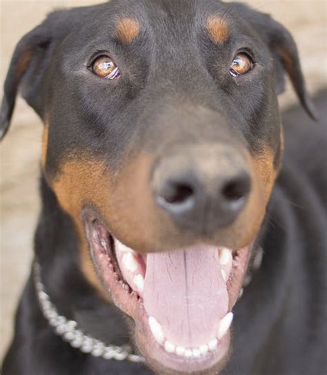 Learn About The Doberman Pinscher Dog Breed From A Trusted Veterinarian