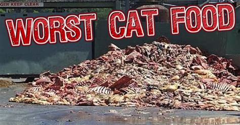 Satisfy your cat with cat food designed for her. Top 10 Worst Dry Cat Food Brands for 2020 | Cat food ...