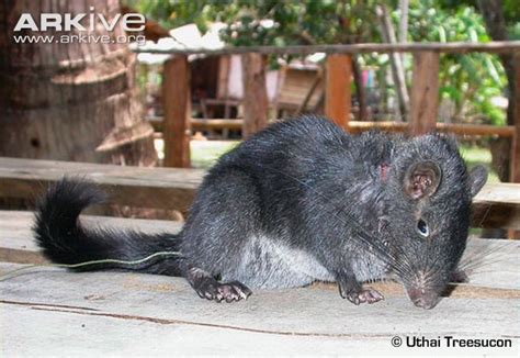The Jungle Store The Laotian Rock Rat Living Fossil