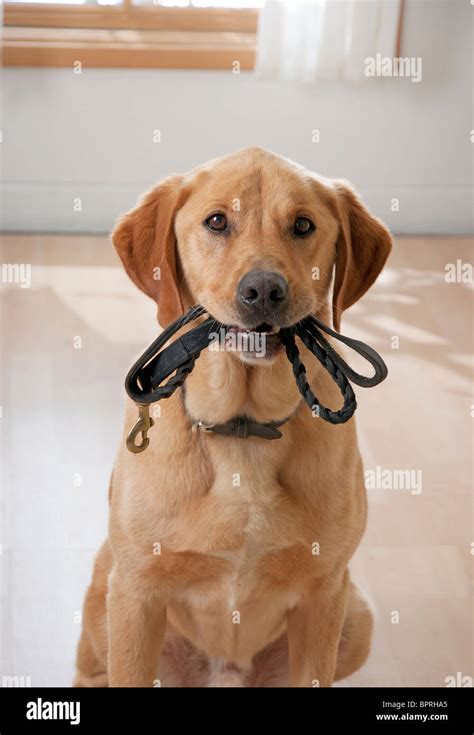 Cute Dog Wants To Go For A Walk Stock Photo Alamy